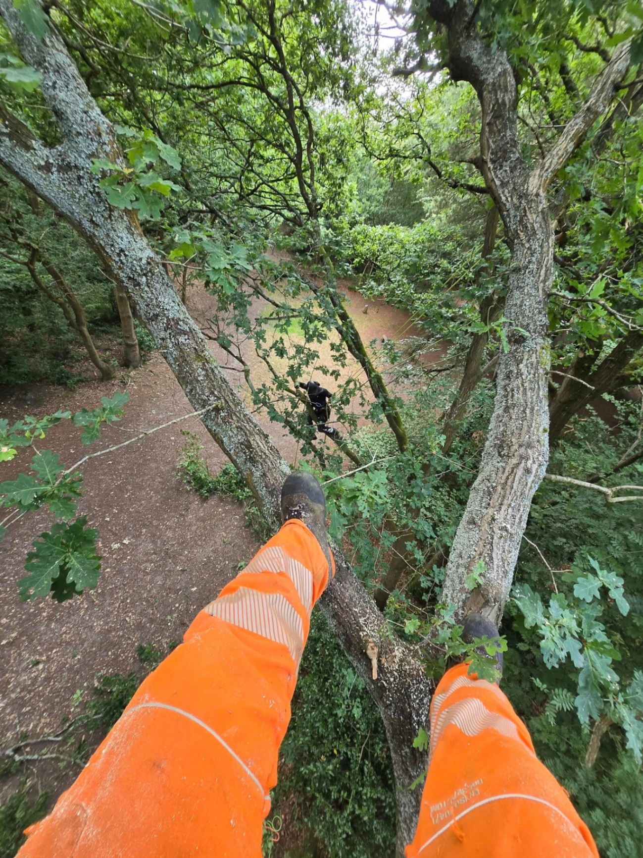 Aerial view from a climbing tree surgeon working at height in Staffordshire woodland