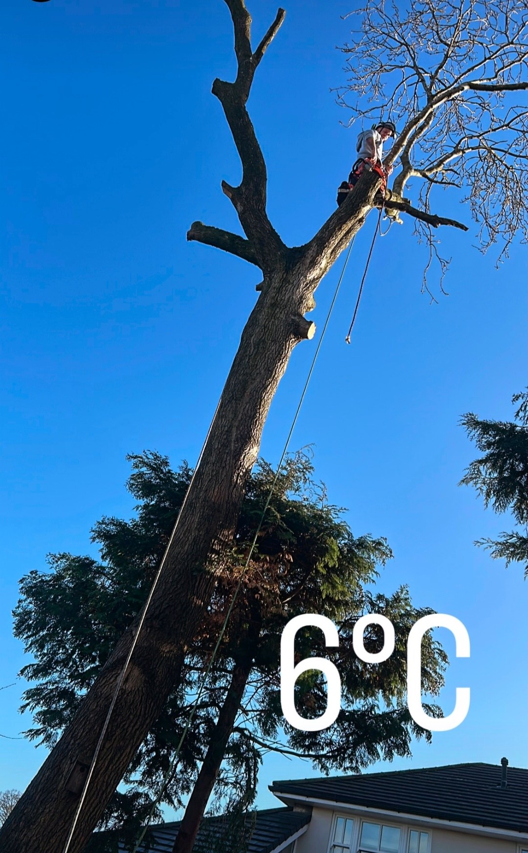 Stafford tree surgeon felling a tall oak by sectional rigging next to a residential property