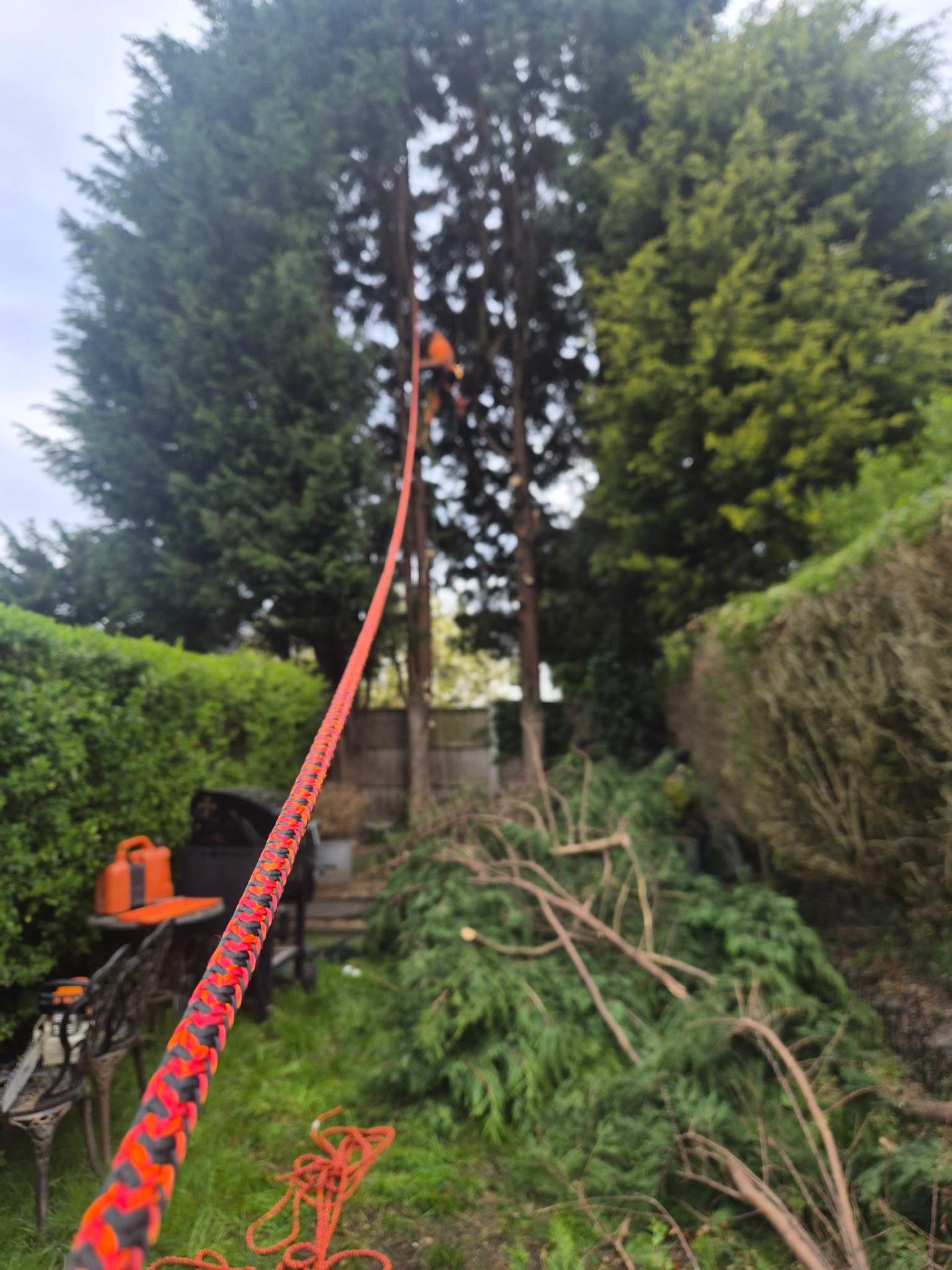 Tall conifer dismantling using climbing rigging in a tight residential garden
