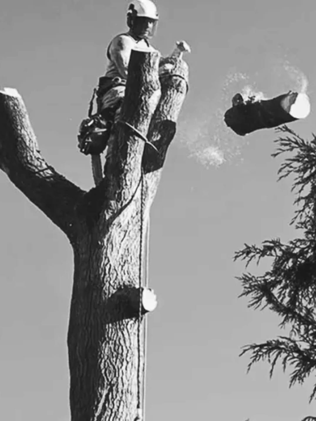 Climbing tree surgeon sectioning the trunk of a tall pine during a controlled dismantle