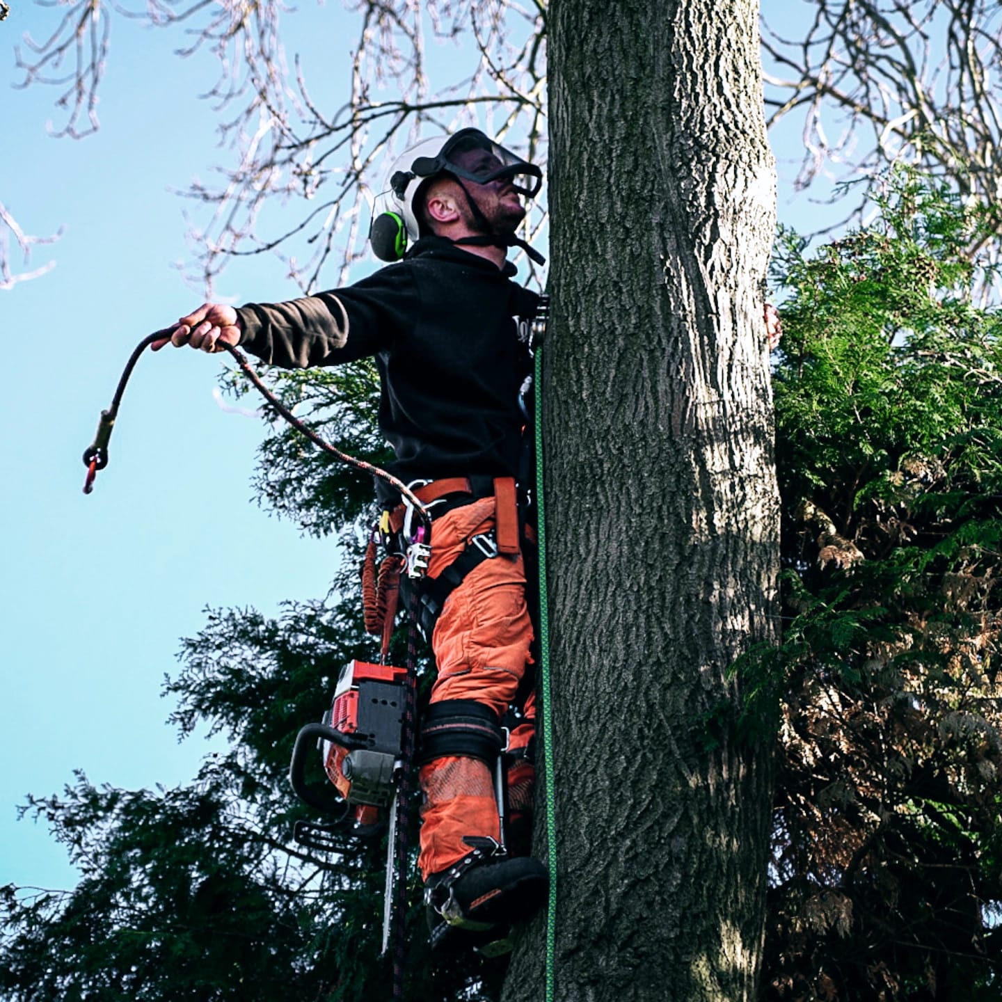 Arborist ascending a mature conifer with full chainsaw climbing kit in Stafford