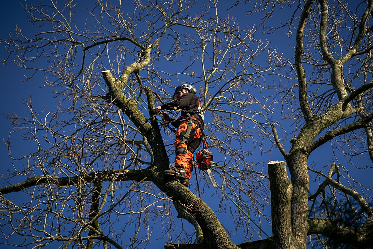 Tree climber rigging a section of a mature oak tree for safe lowering