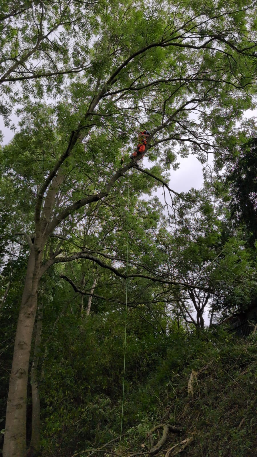 Climbing tree surgeon working high in an ash tree canopy in Staffordshire woodland