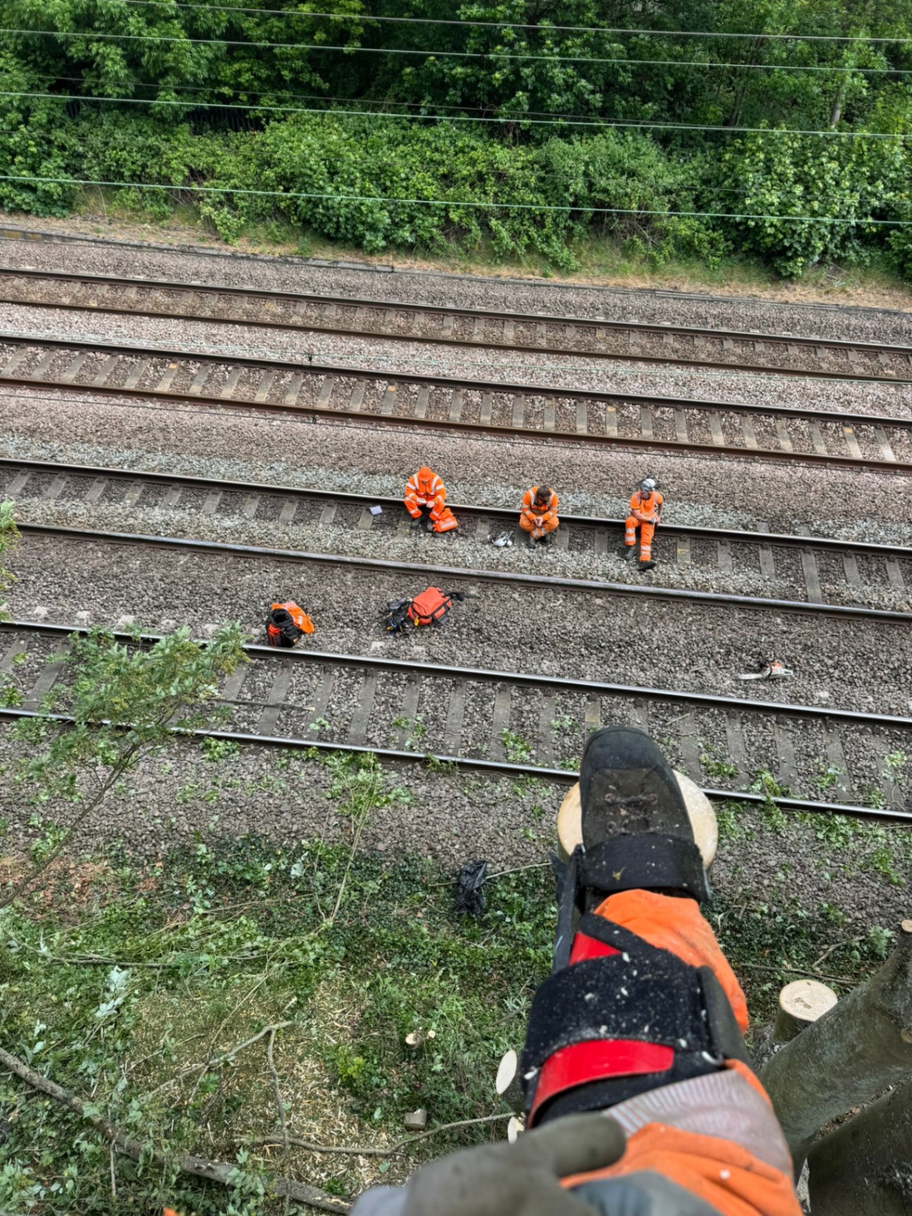 Tree surgery alongside a live railway with Network Rail trackside teams in Staffordshire