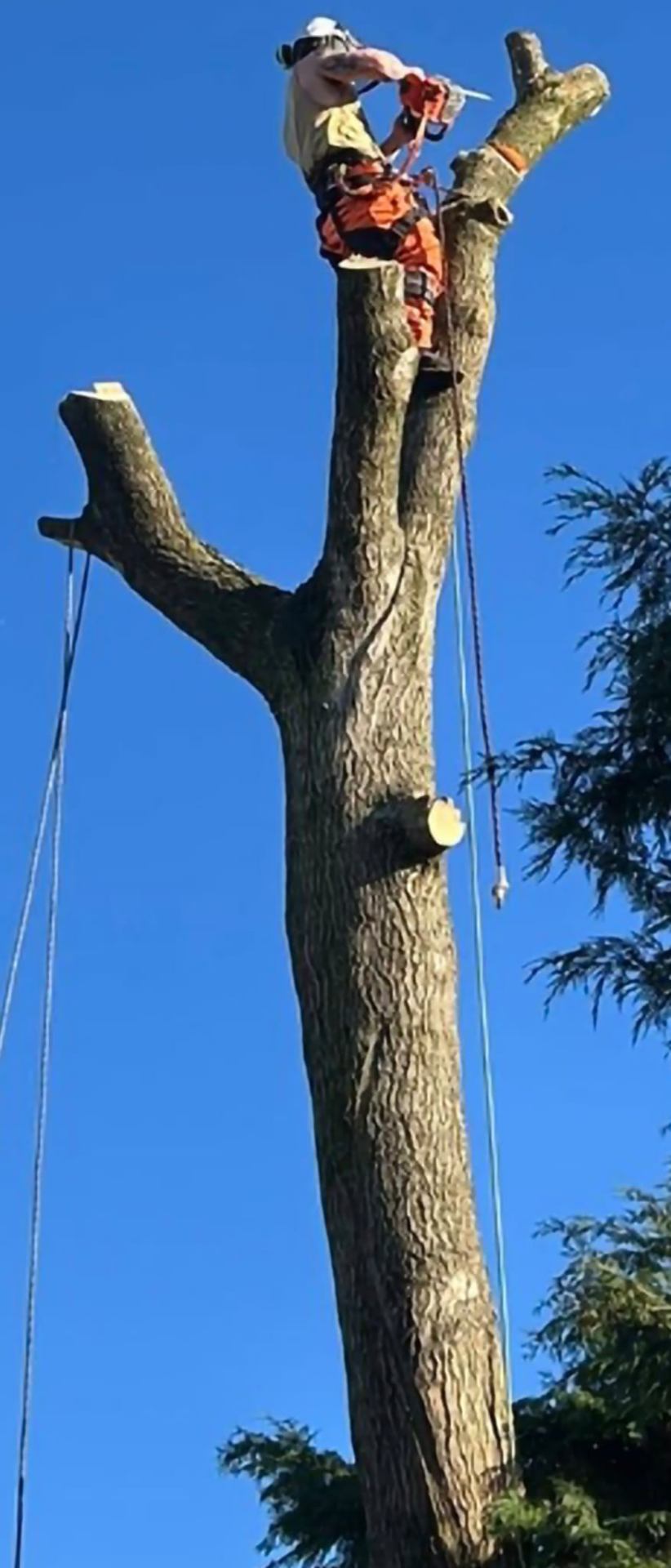 Final stage of a large tree dismantle with rigging ropes in place above a Staffordshire garden