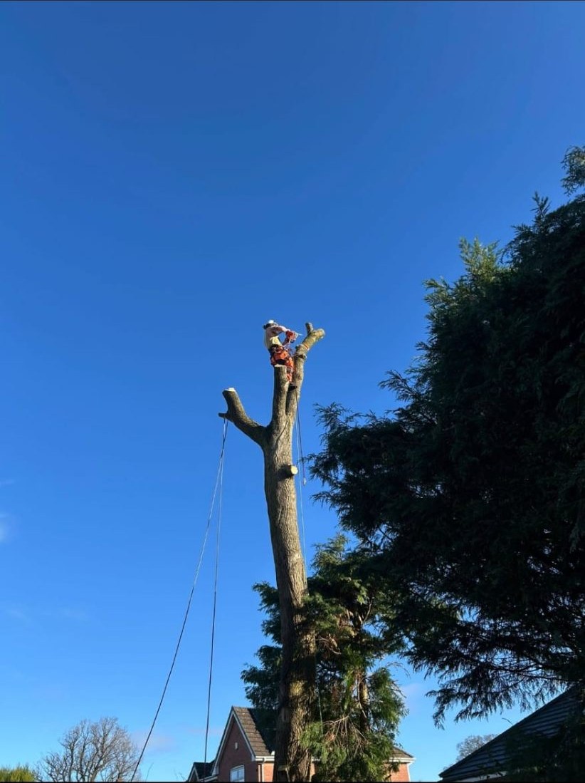 Tree surgeon cutting the final monolith section of a tall residential tree