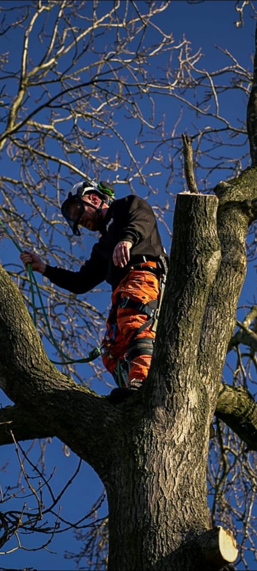 Stafford arborist navigating the canopy of a large oak during crown work